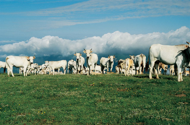 Az. Agricola “Moggiano” – Arezzo