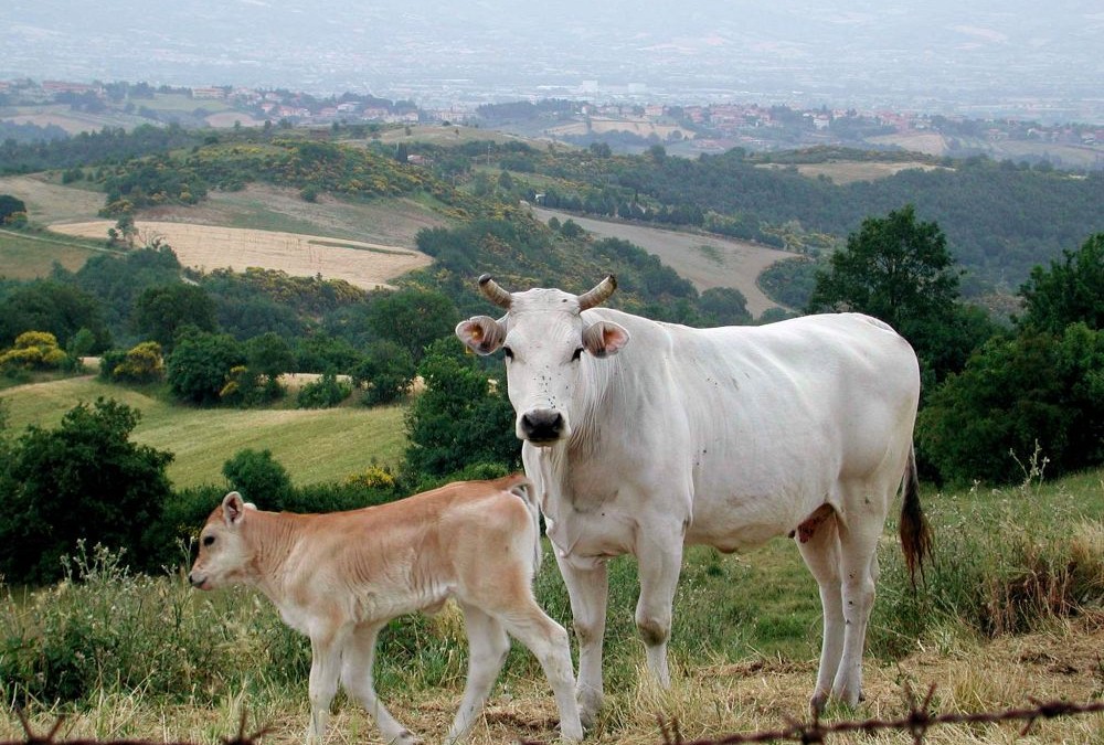 Fattoria Morrocco – Firenze